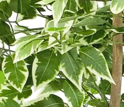Künstlicher Ficusbaum mit Variegationsblättern 2m