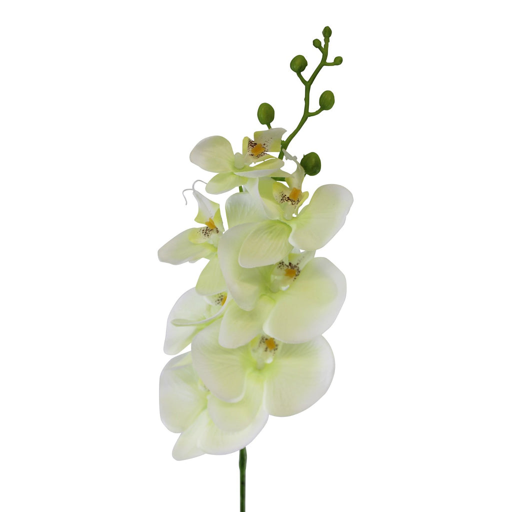 einzelner Orchidee, cremefarbene Blüte, 85cm