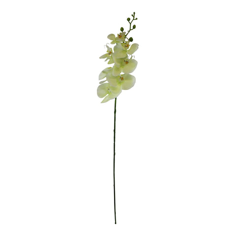 einzelner Orchidee, cremefarbene Blüte, 85cm