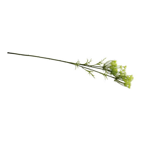 einzelne Blume Wiesen-Kerbel mit weißen Blüten, 79cm